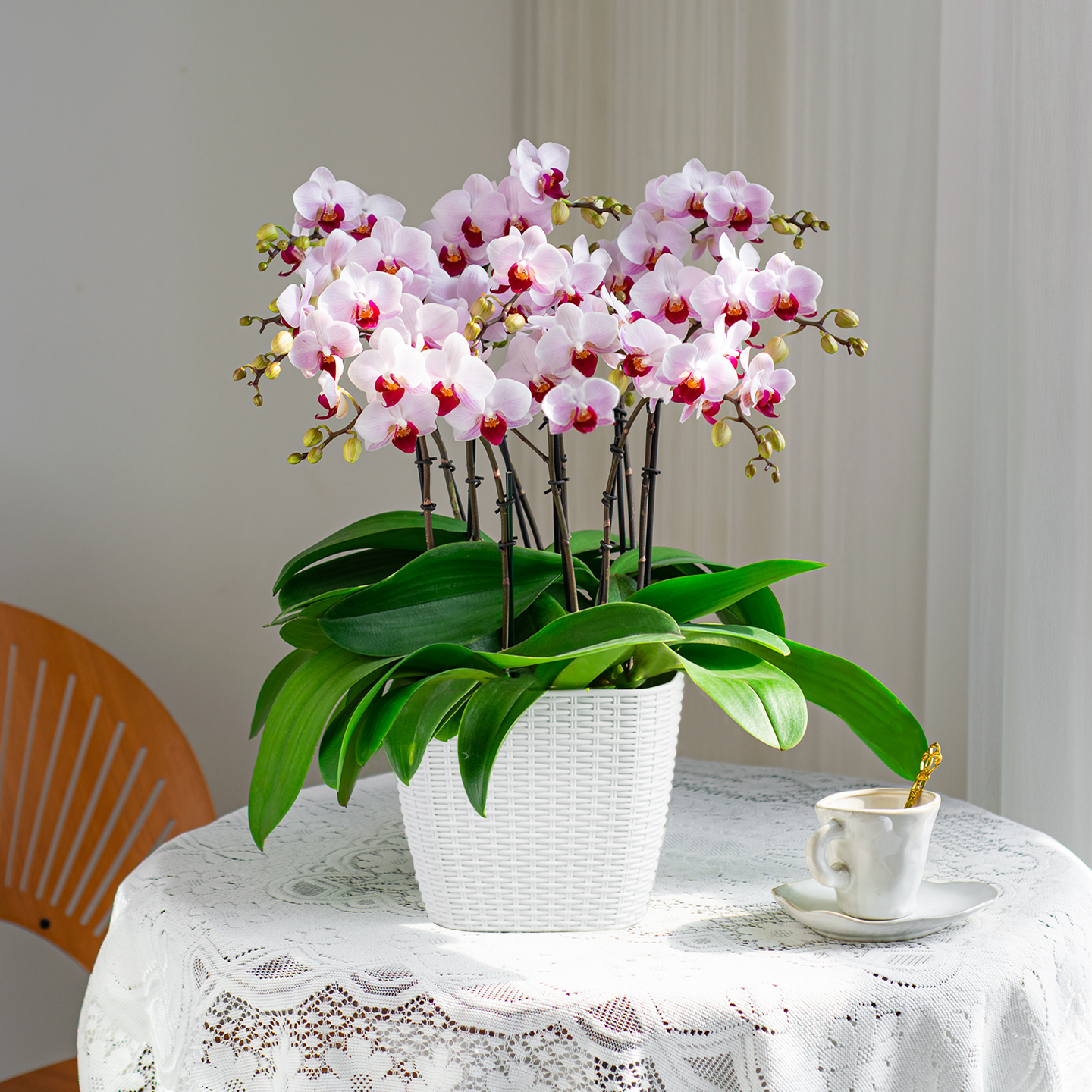 蝴蝶兰[貂蝉]室内花卉盆栽带花阳台盆栽种植 花