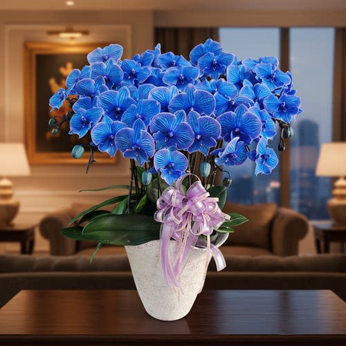 金色池塘蝴蝶兰【马卡龙海洋之心】网红植物室内教师节室内绿植花