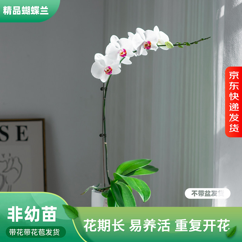 金色池塘 蝴蝶兰基地 【红眸】花卉带花室内乔迁开业礼品巧工,鲜花速递/花卉仿真/绿植园艺,国兰/杂交兰/洋兰类,淘宝优惠券,粉丝福利购,淘宝优惠卷