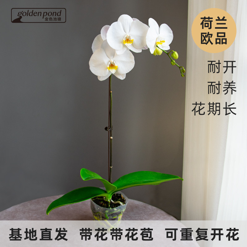 【金色池塘】蝴蝶兰【剑桥】七夕