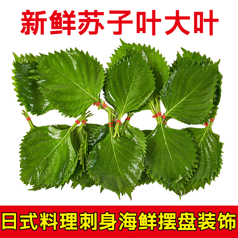新鮮強(qiáng)大牌蘇子葉大葉刺身日料壽司酒店海鮮擺盤裝飾可食用紫蘇葉