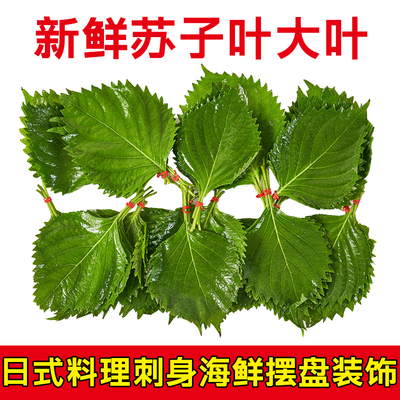 苏子叶大叶日料寿司刺身摆盘装饰