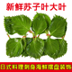 新鲜强大牌苏子叶大叶刺身日料寿司酒店海鲜摆盘装 饰可食用紫苏叶