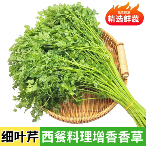 新鲜细叶芹雪维菜西餐料理增香香草私房菜意境菜摆盘食用香叶芹