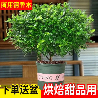 爆盆清香木绿植盆栽摆盘花草叶子