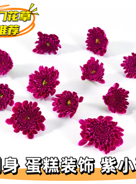 紫色小菊刺身海鲜宴席西餐火锅烤肉摆盘装饰花草蛋糕饮品冷菜点缀