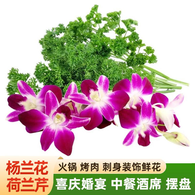 新鲜杨兰花荷兰芹法香组合西餐酒店火锅中餐烤肉日料摆盘装饰花草