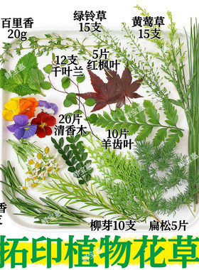 拓印植物敲拓染鲜花手工新鲜绿植花草材料diy帆布袋方巾书签押花