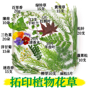 拓印植物敲拓染鲜花手工新鲜绿植花草材料diy帆布袋方巾书签押花