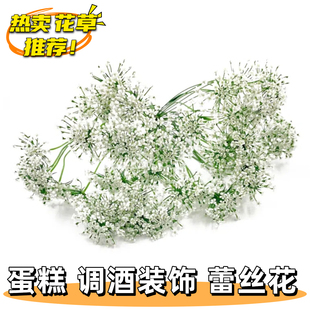 新鲜蕾丝花雪珠花白色小花酒店西餐日料摆盘冷菜蛋糕点缀装饰花草