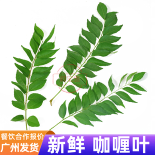 新鲜咖喱叶泰式调料九里香爆香炒饭咖喱鱼虾蟹鱼蛋增香调味香料