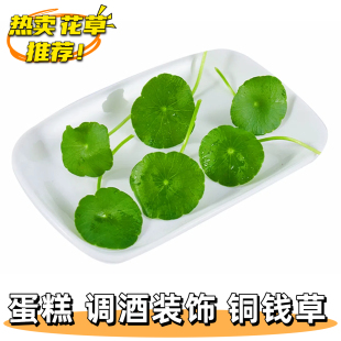 新鲜铜钱草 旱金莲叶 西餐日料烘焙蛋糕甜品摆盘装饰可食用花草