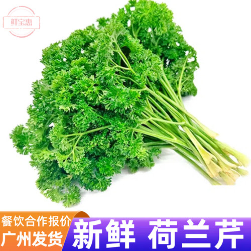 番西食用荷兰芹250g香芹摆盘装饰
