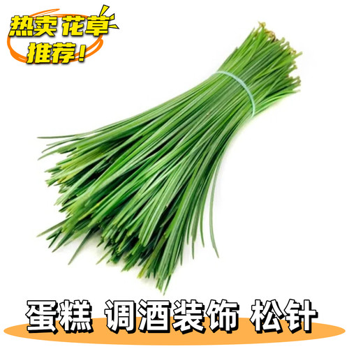 新鲜松针马尾松日料刺身海鲜西餐牛排摆盘装饰花草盘饰冷菜点缀