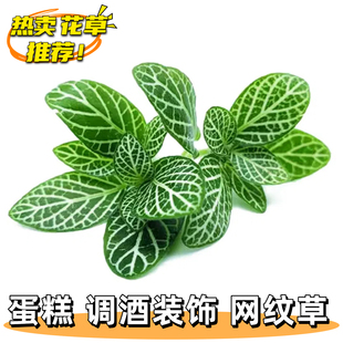 新鲜绿网纹草 红网纹摆盘装饰花草西餐试菜日料刺身盘饰绿叶摆件