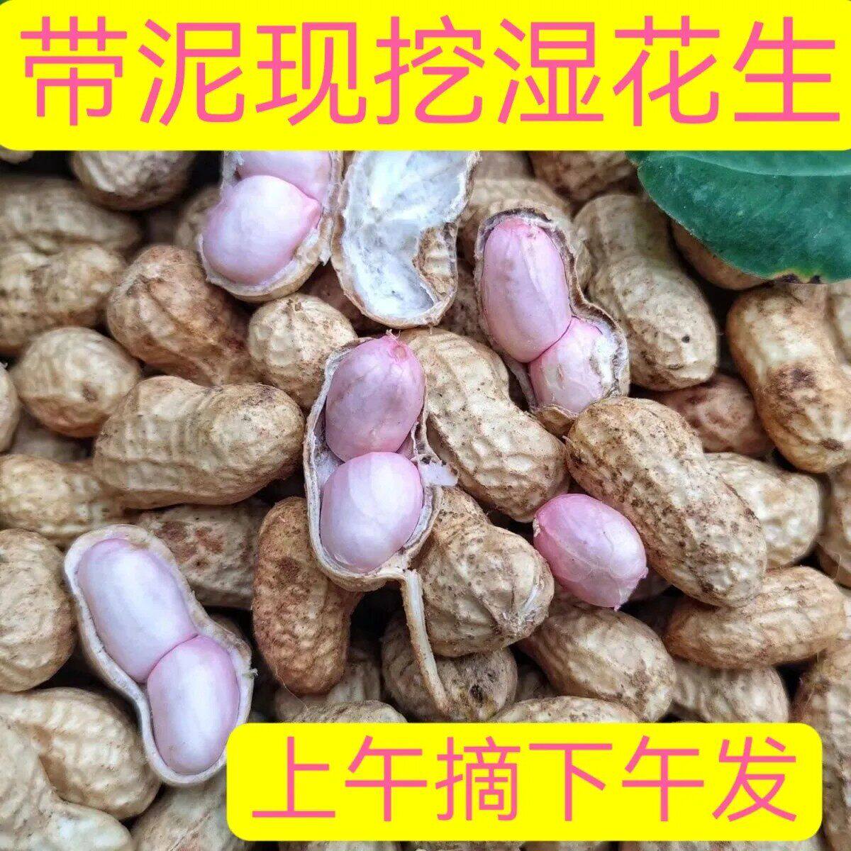2026新鲜湿花生带壳生花生现挖当季泥壳花生水煮生吃农家粉皮