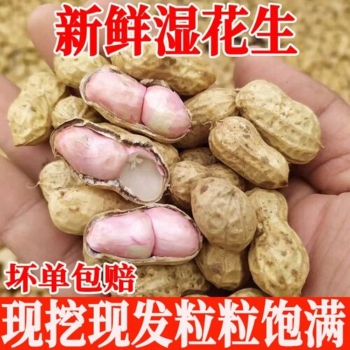农家自种新鲜花生现摘现发带泥湿花生红皮花生优质大果当季新货