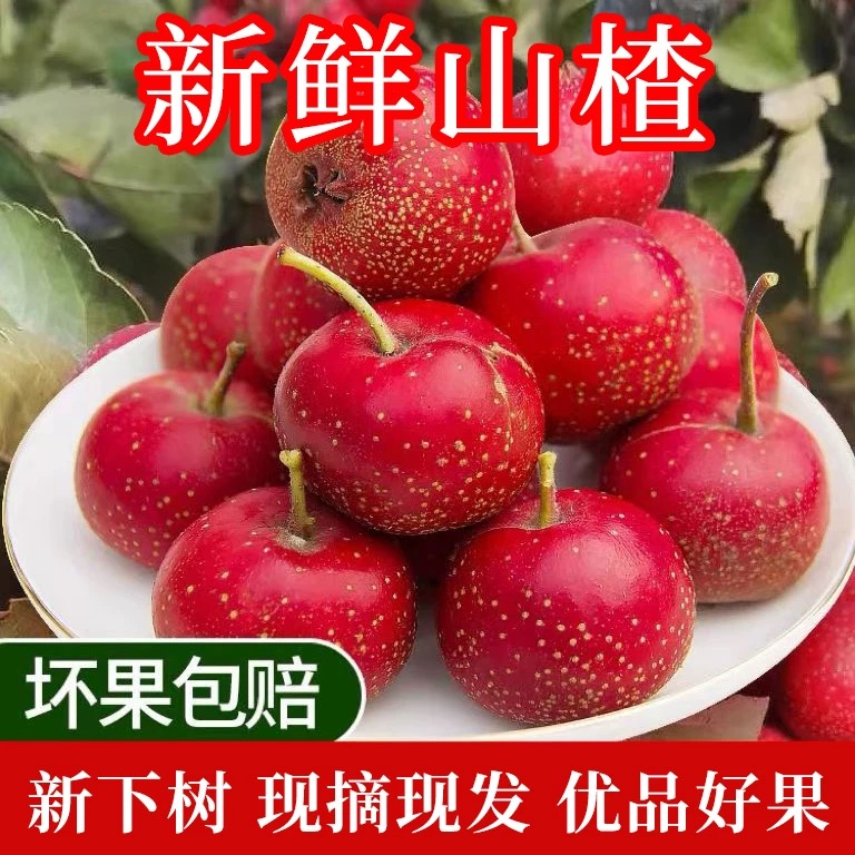 新鲜山楂果5斤山楂新鲜山楂果水果山里红铁山楂冰糖葫芦山楂包邮