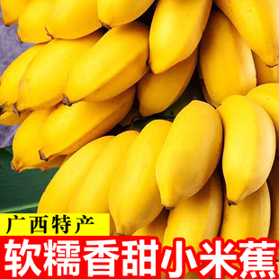 正宗广西小米蕉新鲜当季 香蕉芭蕉水果香焦自然熟苹果蕉粉蕉甜