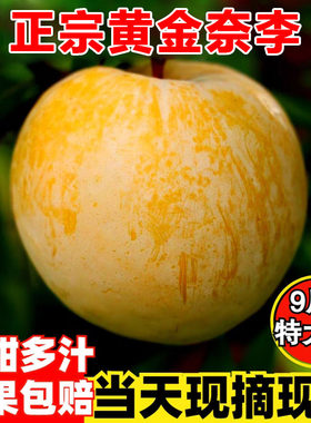 真纯甜黄金奈李蜂糖李子新鲜水果蜂蜜黄金奈李绿宝石翡翠冰糖李包