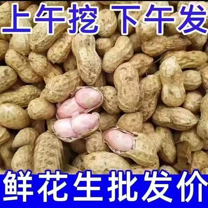 新鲜湿花生农家自种现挖带壳生花生原味粉皮带泥鲜花生可水煮花生