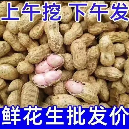新鲜湿花生农家自种现挖带壳生花生原味粉皮带泥鲜花生可水煮花生