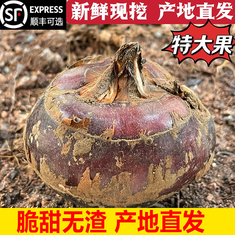 新鲜荸荠马蹄5斤1 特大果地栗地梨农家水果蔬菜红中果马蹄果现挖