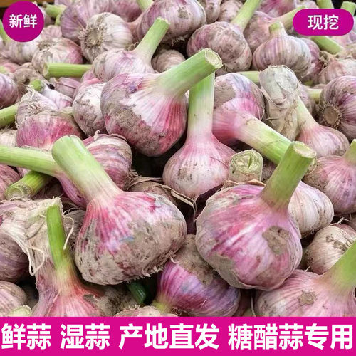 26现挖紫皮新鲜蒜香浓脆新鲜大蒜腌糖蒜当季新蒜辛辣可口脆嫩
