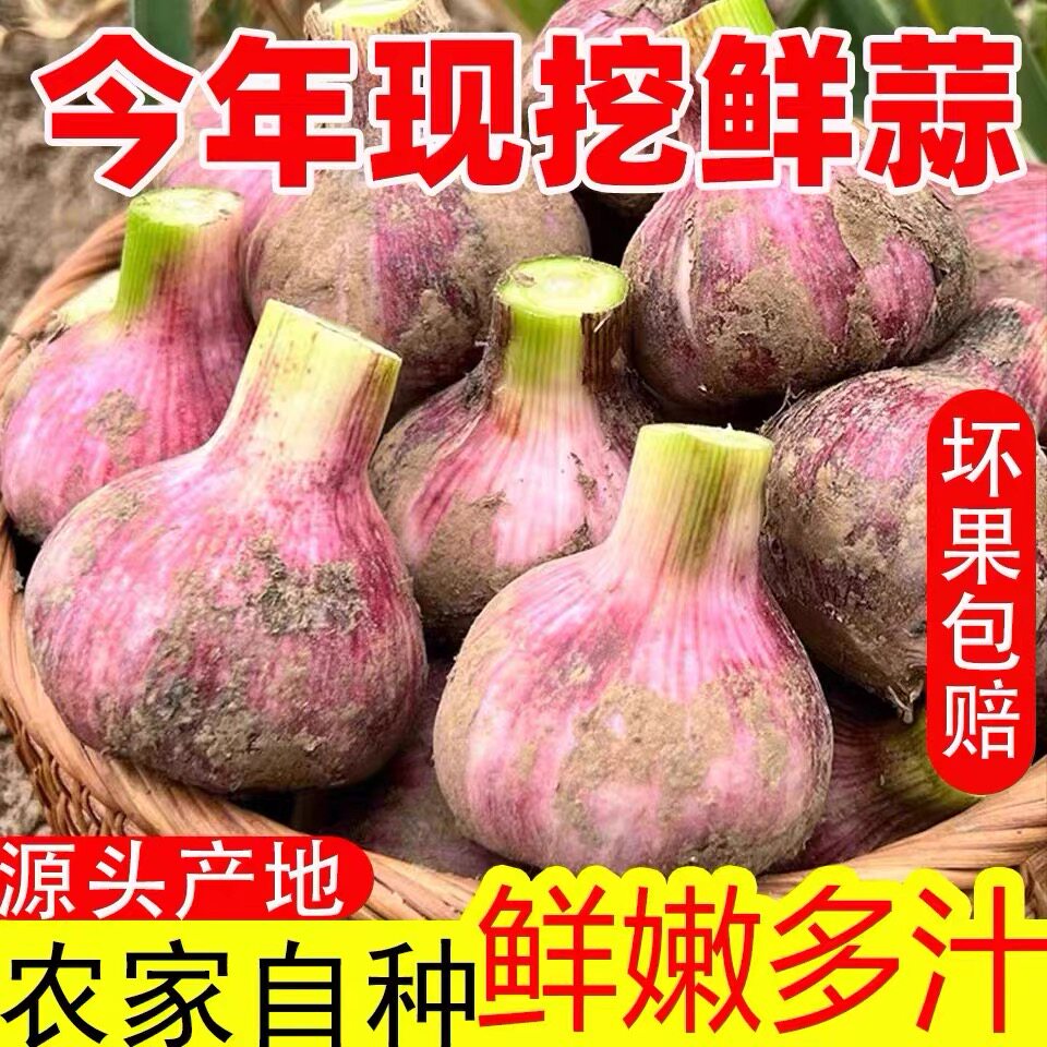 鲜蒜湿蒜大蒜头新鲜紫皮新蒜现挖嫩蒜可腌制泡蒜糖醋蒜腊八蒜
