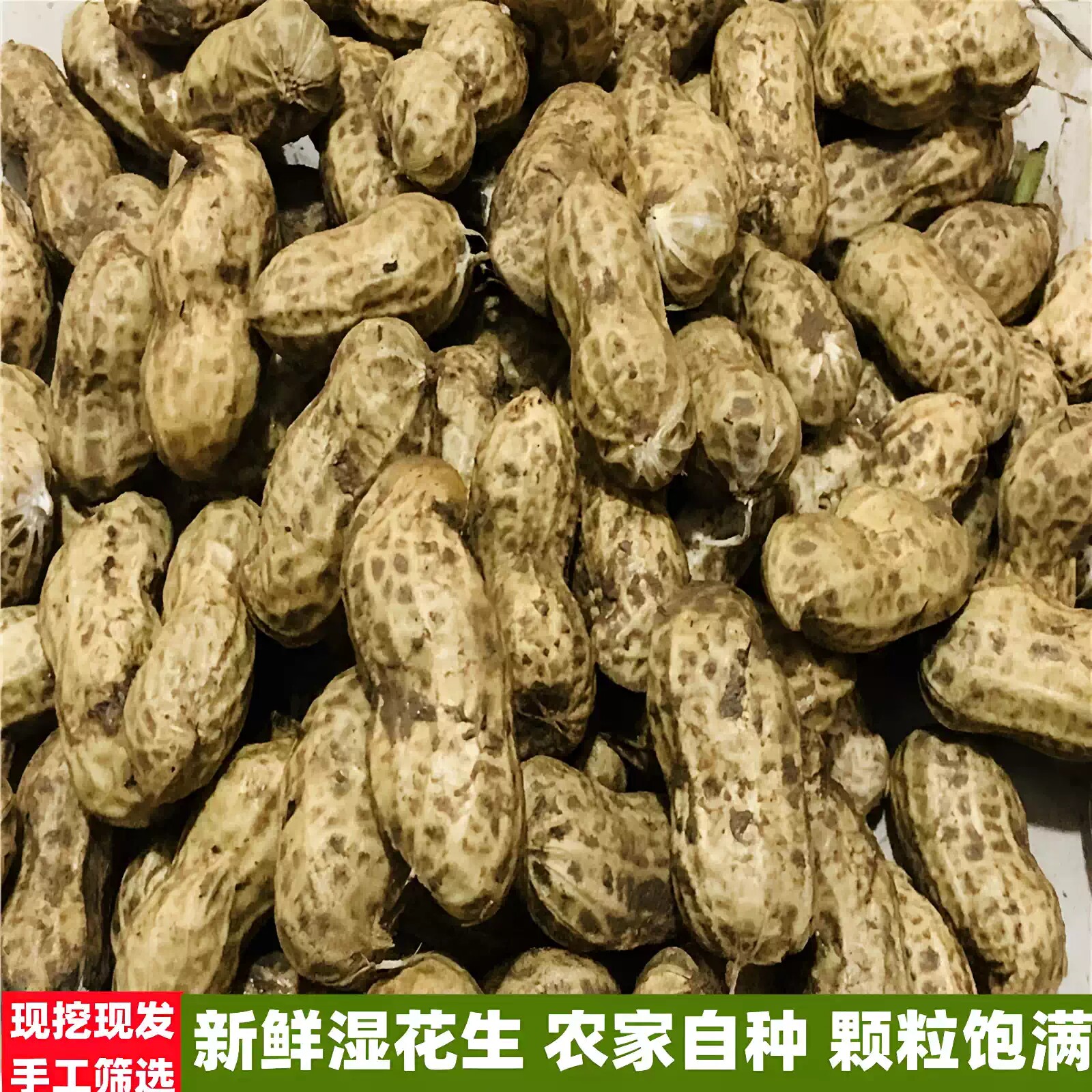 2026年新鲜湿花生当季新鲜现挖带泥壳农家自种花生水煮生吃小花生