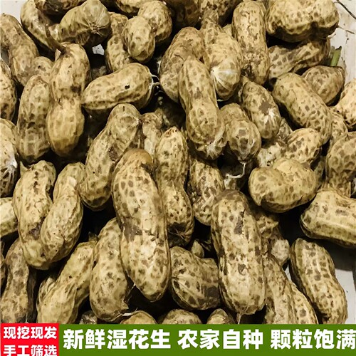 2026年新鲜湿花生当季新鲜现挖带泥壳农家自种花生水煮生吃小花生