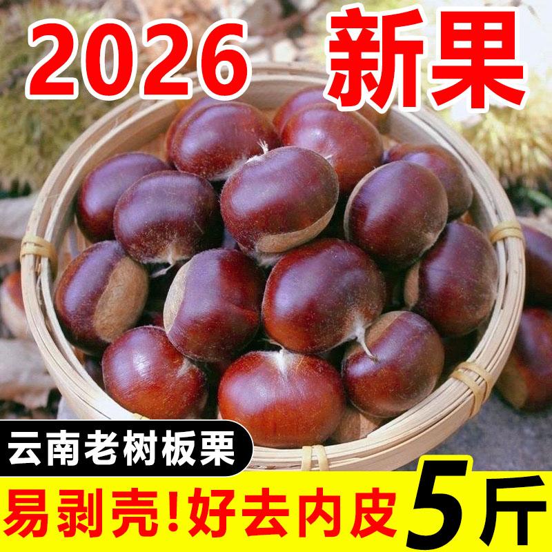 云南板栗生板栗生吃野生毛栗子农家现摘油栗板栗 甜度好