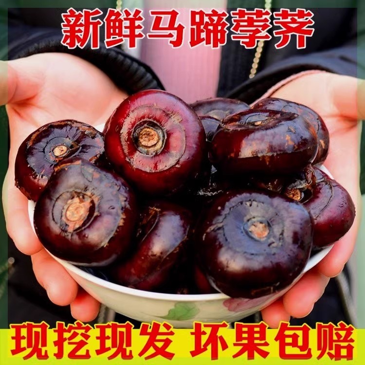 广西荔浦马蹄 种植新鲜现挖荸荠包邮5斤一级中果脆甜无渣水果蔬菜