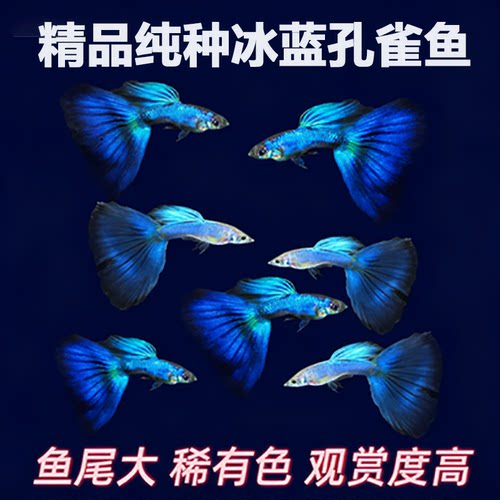 热带鱼纯种冰蓝孔雀鱼小型胎生鱼