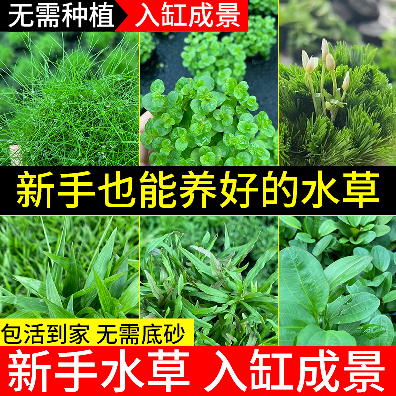 鱼缸水草植物活体造景全套蜈蚣草绿菊九冠净水增氧易活好养真水草