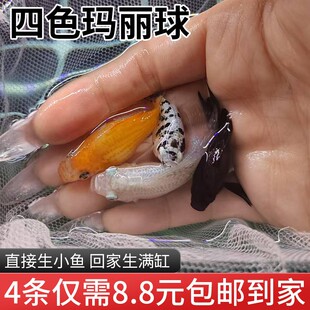 玛丽球鱼奶牛玛丽球 月光鱼胎生鱼直接下小鱼大肚怀孕鱼米奇孔雀