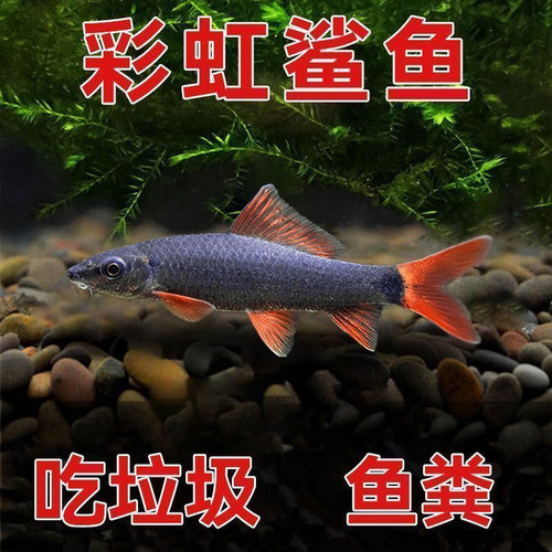 彩虹鲨鱼金苔鼠清道夫清洁鱼淡水热带观赏鱼专吃屎垃圾粪便除藻