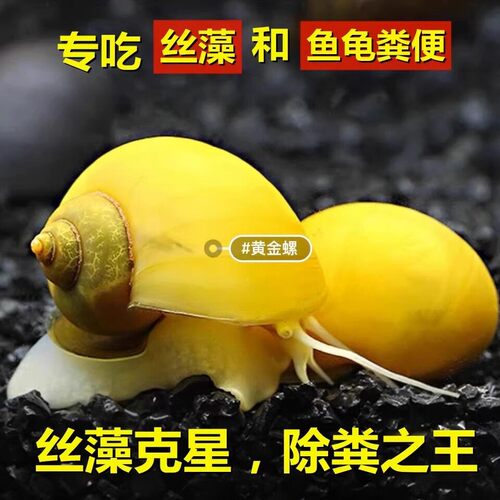黄金螺品质淡水鱼缸工具螺除藻螺吃鱼粪龟粪擦玻璃吃青苔的观赏螺