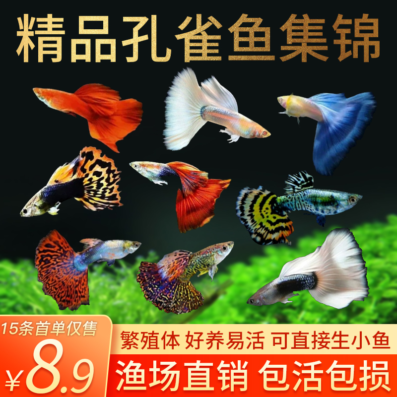 孔雀鱼精品纯种小型易繁殖热带鱼