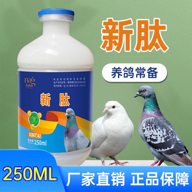 新肽鸽用鸽子甩拉吐鸽子沙门氏鸽子水便绿便信鸽观赏鸽子鸽子新肽