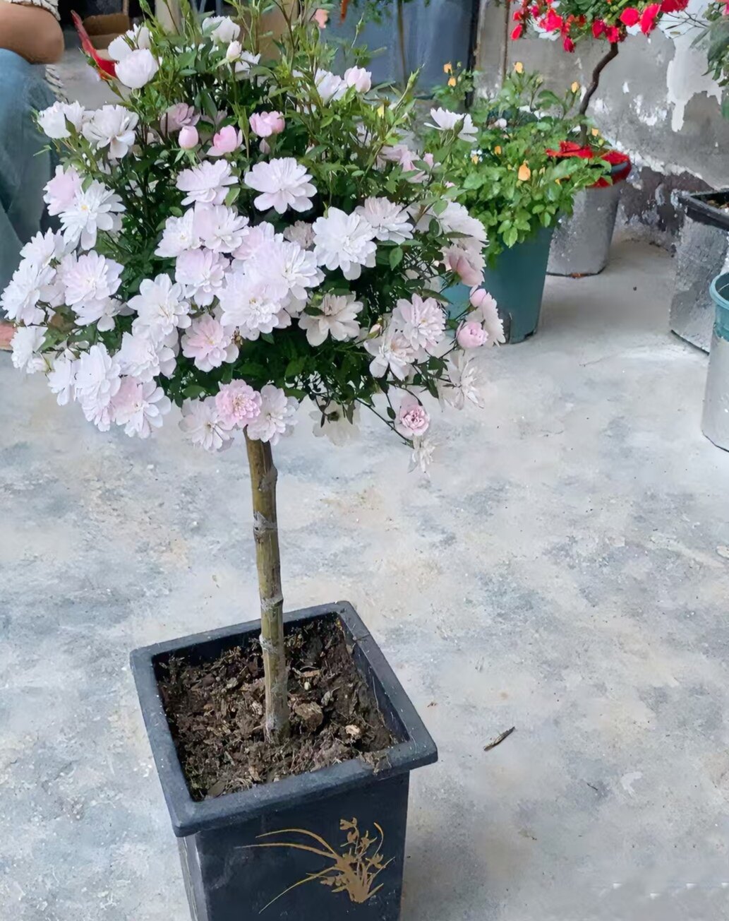 姬乙女嫁接型棒棒糖月季花鲜花绿植盆栽花卉四季开花耐寒