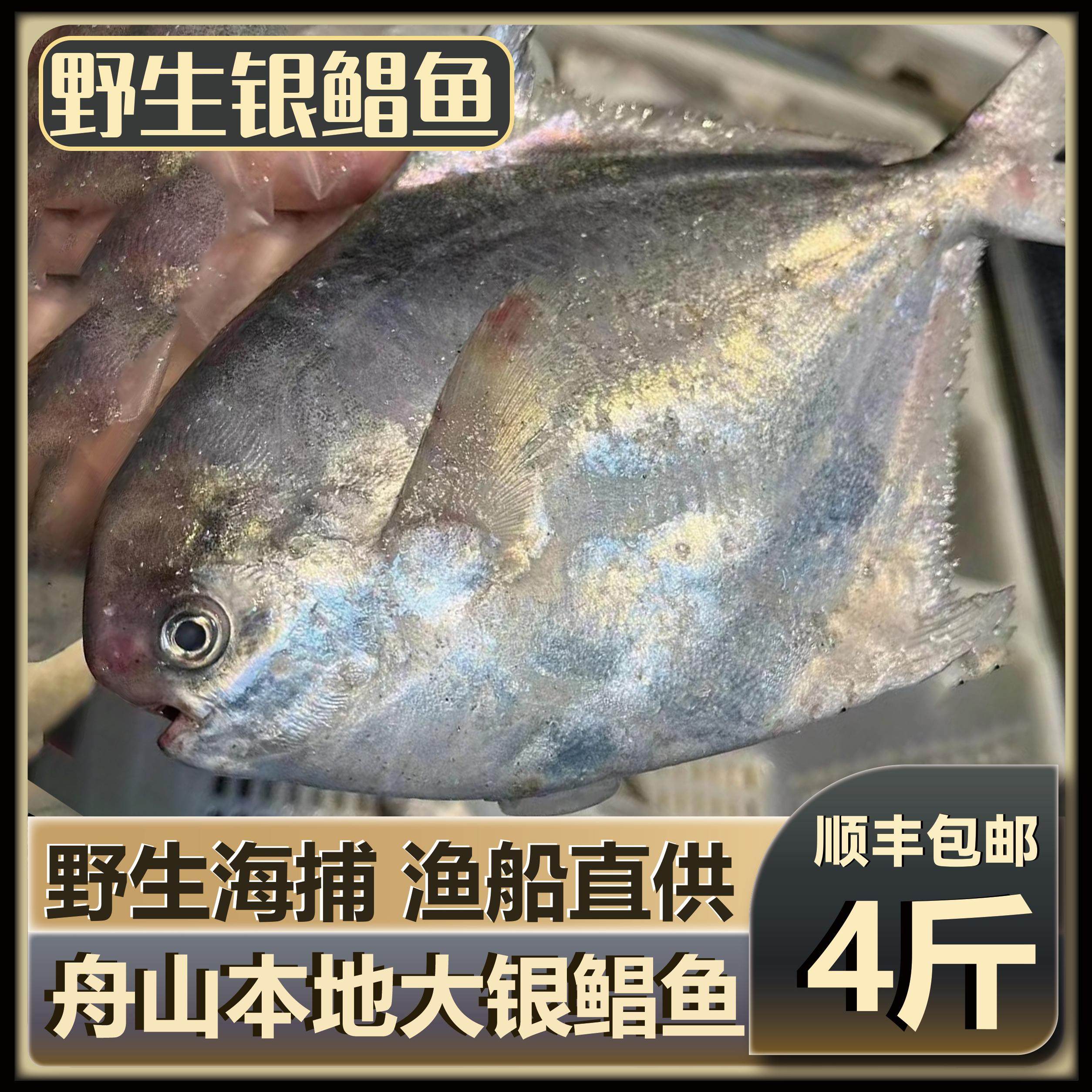 月鲜岛渔船直供新鲜速发大银鲳鱼