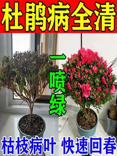 杜鹃花专用肥料叶斑病黄叶黑斑专用营养液映山红盆栽四季催花剂