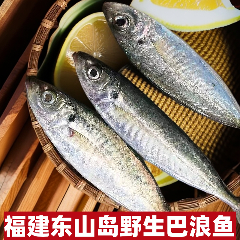 东山岛非养殖巴浪鱼海鲜竹荚鱼肥香秋刀鱼带鱼青花鱼深海大鱼新鲜