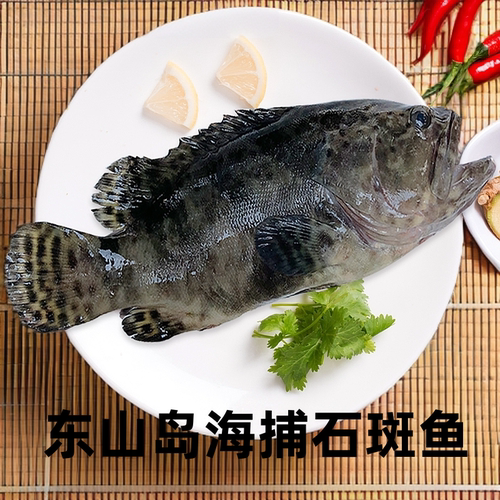 石斑鱼鲜活速冻大龙胆鱼海鲜龙趸