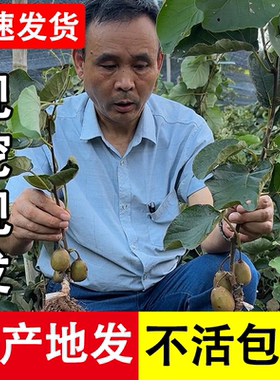 四川红心猕猴桃树果苗软枣猕猴桃树苗弥猴桃苗南方水果树果苗大全
