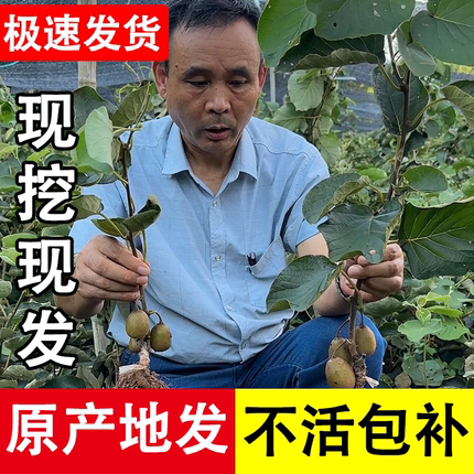 四川红心猕猴桃树果苗软枣猕猴桃树苗弥猴桃苗南方水果树果苗大全