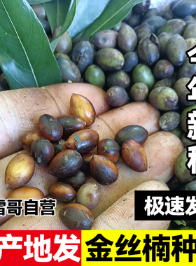 名贵正宗金丝楠木种子小叶桢楠金丝楠木树苗野生四川农用人参种籽