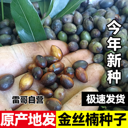 【官方正品】金丝楠木种子