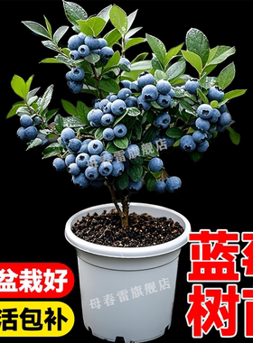 正宗蓝莓树果苗F6北方南方种植盆栽蓝莓苗带果L25特大号果树大全